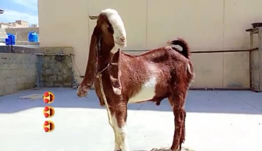 bakra
