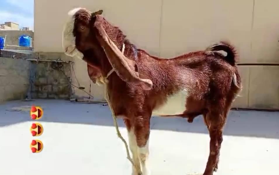 bakra 1