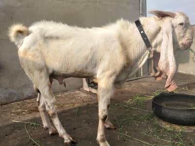 2yeats gulabi male active and healthy for new home plz call for more i