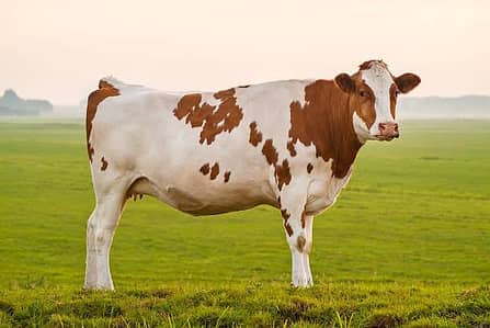 cow for sale Sirf ek hisa bacha hye