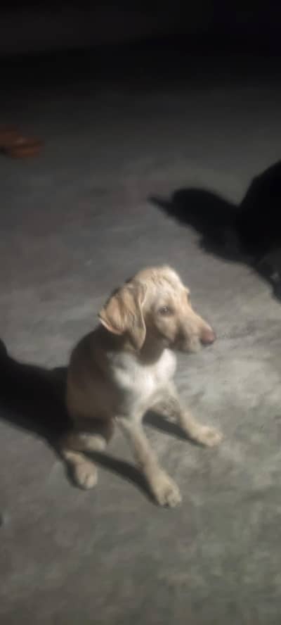 Labrador 3 month age healthy and active