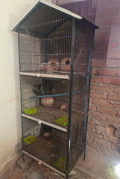 Birds cage
