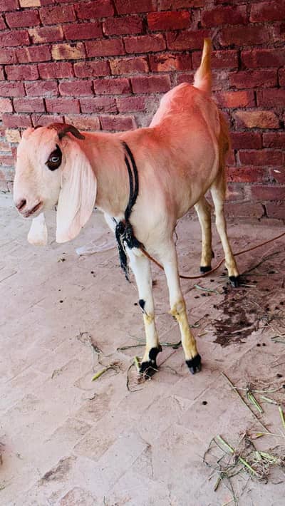 Kurbani k liy Bakra
