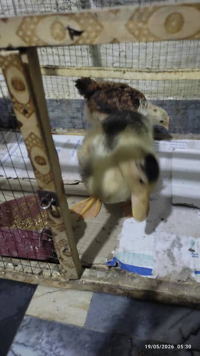 cute black and yellow duck and 2 chicks