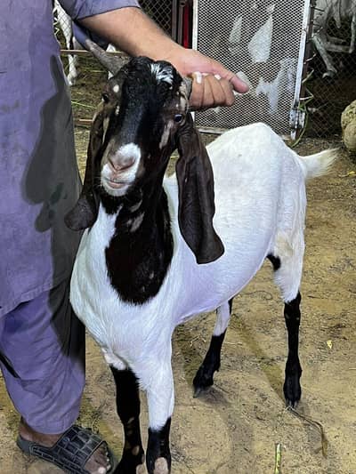 goats for sale