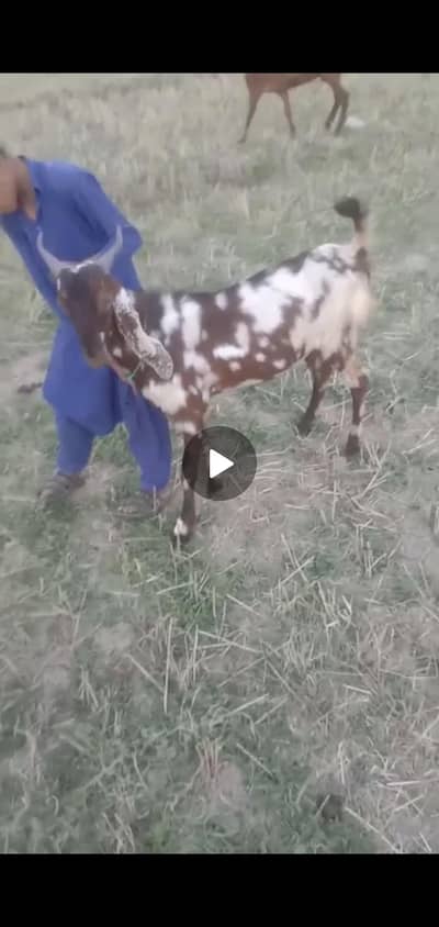 Qurbani k Bakre