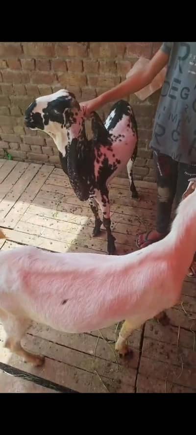 Desi ,,,Jodi available,,| Bakra | Goat | 2 Dant | بکرا | Qurbani 2026