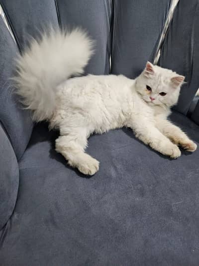 Persian Male