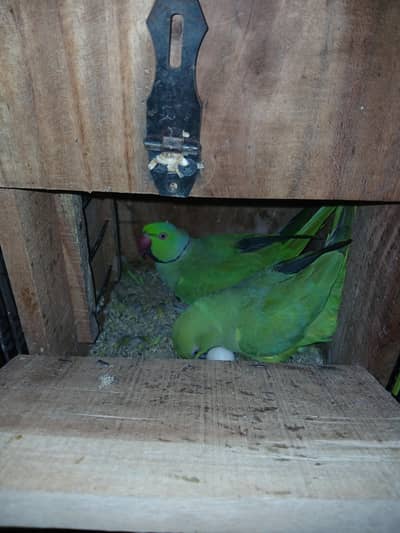 green parrot breeder pair for sale
