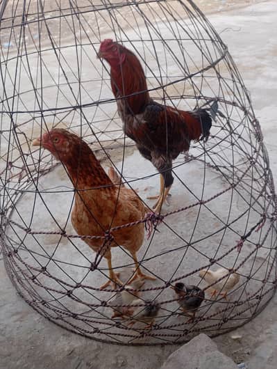 aseel pair with small chicks