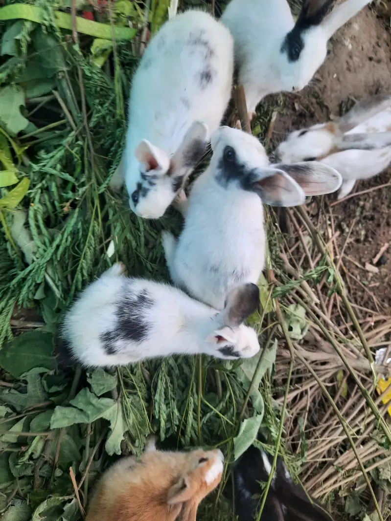 mail 1000 ^pair 2500 ^baby rabbit 700 — photo 2