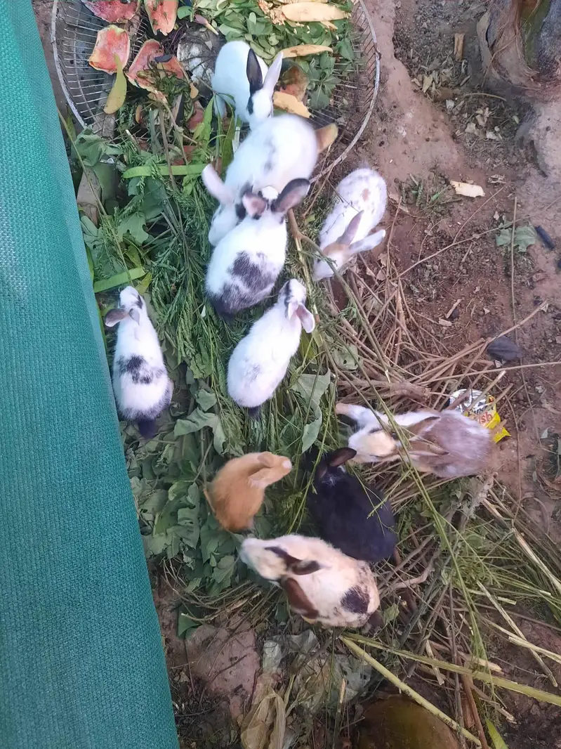 mail 1000 ^pair 2500 ^baby rabbit 700 — photo 3