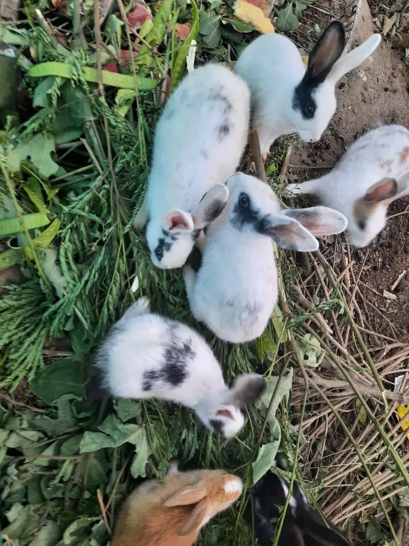 mail 1000 ^pair 2500 ^baby rabbit 700 — photo 4