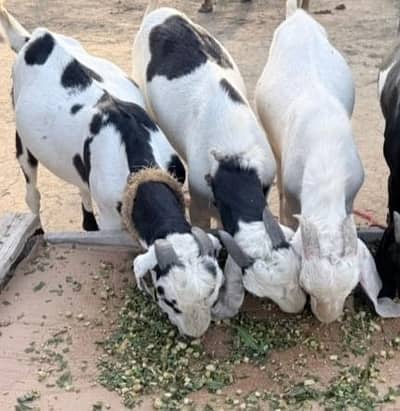 Goats for sale