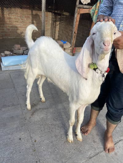 Desi Gulabi bakra
