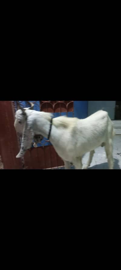 2 daanth gulabi andu