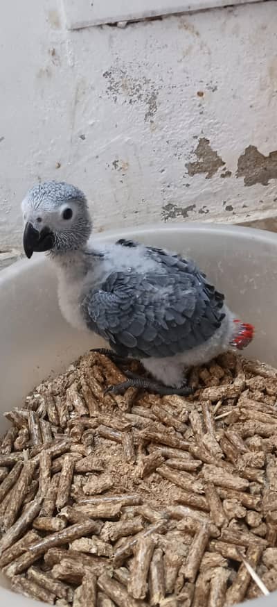 Congo grey parrot chick