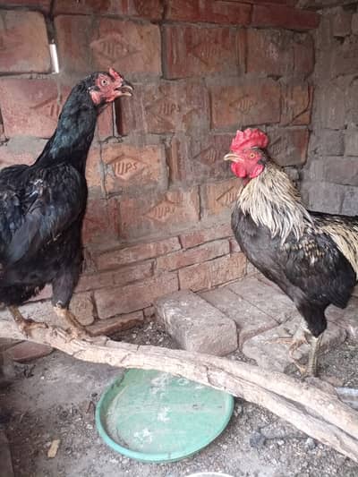 Aseel pair with cros bread