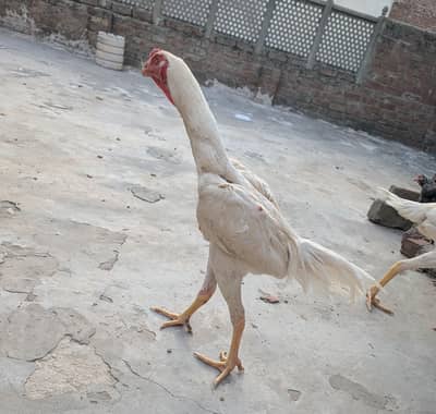 German Shamo patha