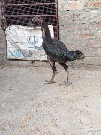 Black dragon male forr sell