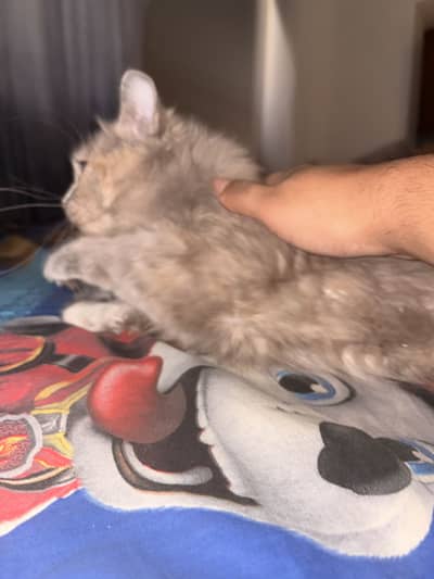 British Long Hair x Turkish Angora Grey Female Cat