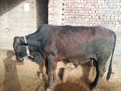 bull for qurbani