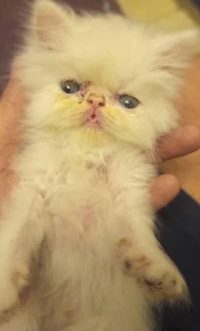 Piki Face Male Kitten