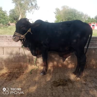 bull for qurbani