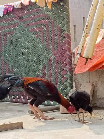 Aseel LASANI pure Pakistani