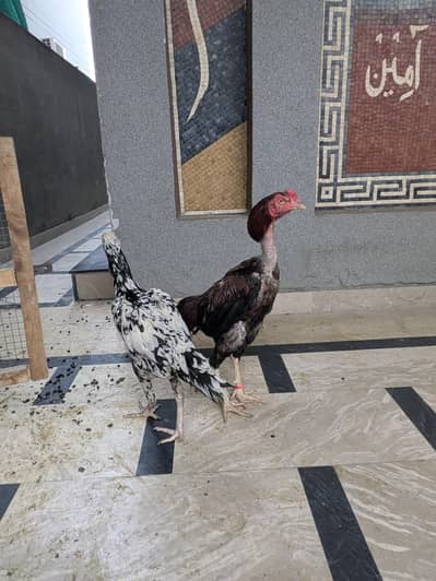 Pure Aseel pair For sale