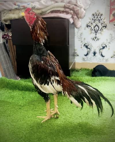 Aseel Murga Mianwali Breed