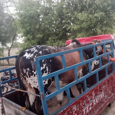 بیل برائے فروخت