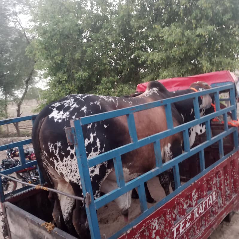بیل برائے فروخت 0