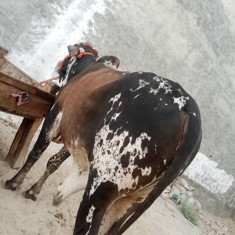 بیل برائے فروخت 2