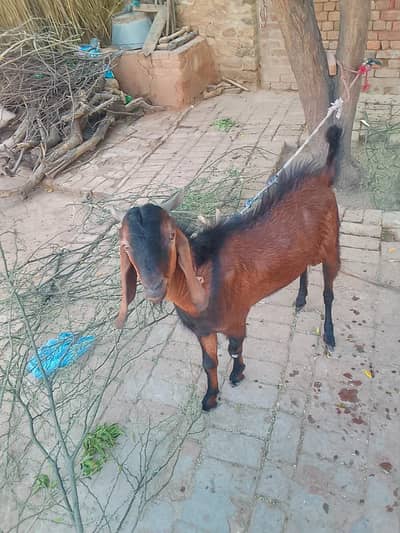 Bakra for Sale