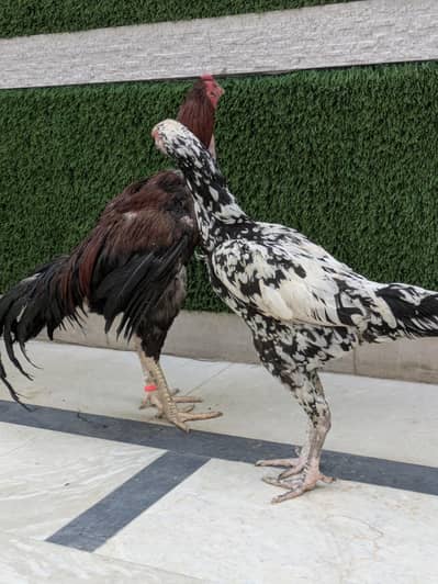 Aseel Pair For sale