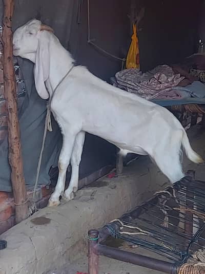 Bakra Paka Khera Hai