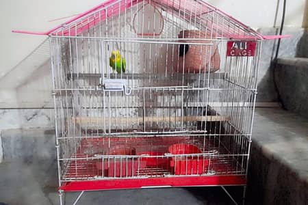 Australian budgies with cage