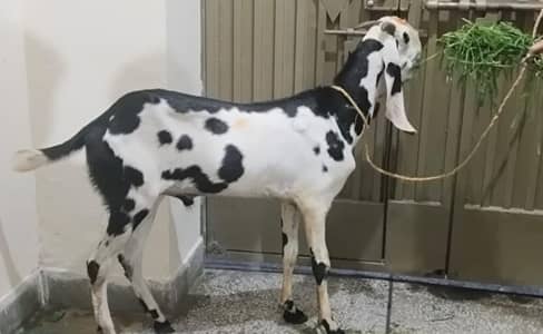 donda Bakra goat male Desi Bakra  03078071654