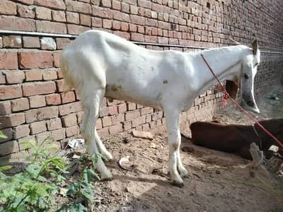 Bakra