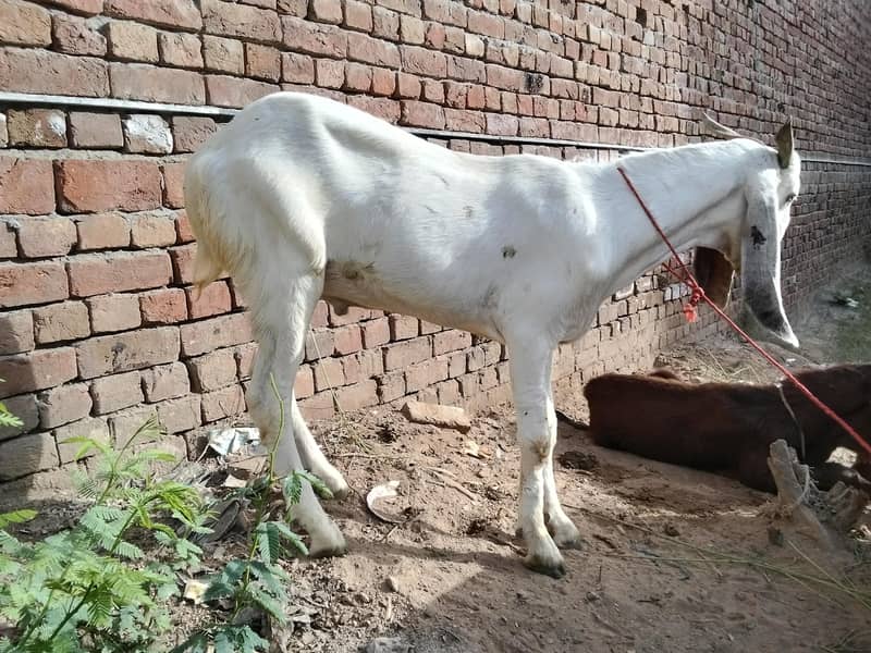 Bakra 0