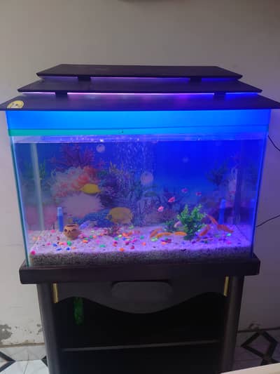 Fish Aquarium with 20 fishes complete 3*1