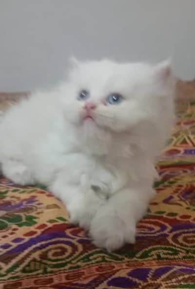 Triple coat