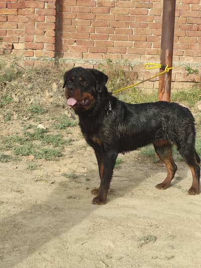 Rottweiler quality female for sale