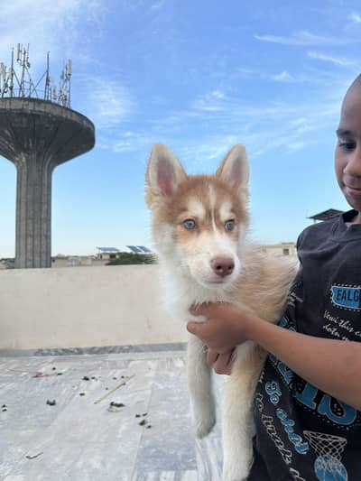 husky  Healthy female available for new home