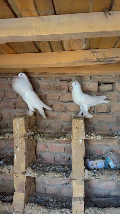 Gubare pigeons
