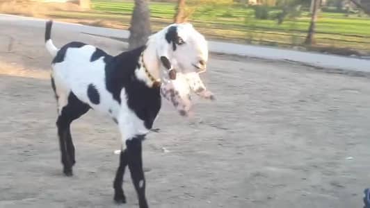 desi Bakra for Sale Call  03481743426