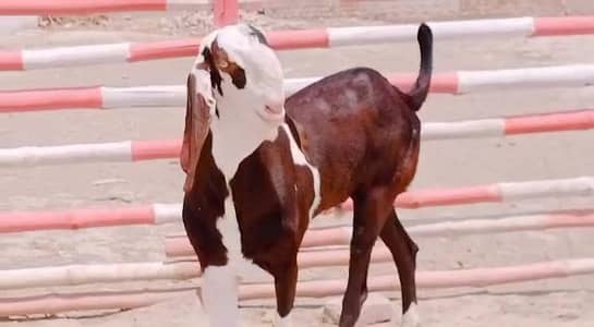 gulabi Bakra for Sale Mashallah Call  03481743426