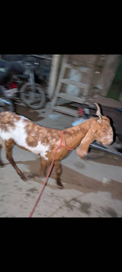 2dant khassi bakra ghr ka pala hua for sale only series buyer contact