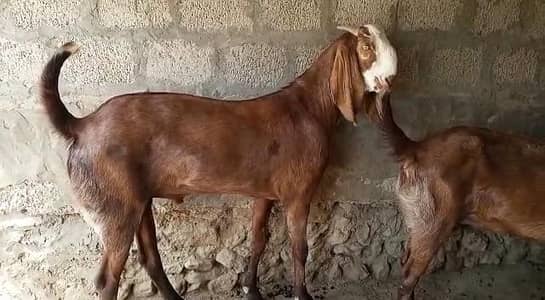 desi Bakra for Sale Mashallah Call 03327415379